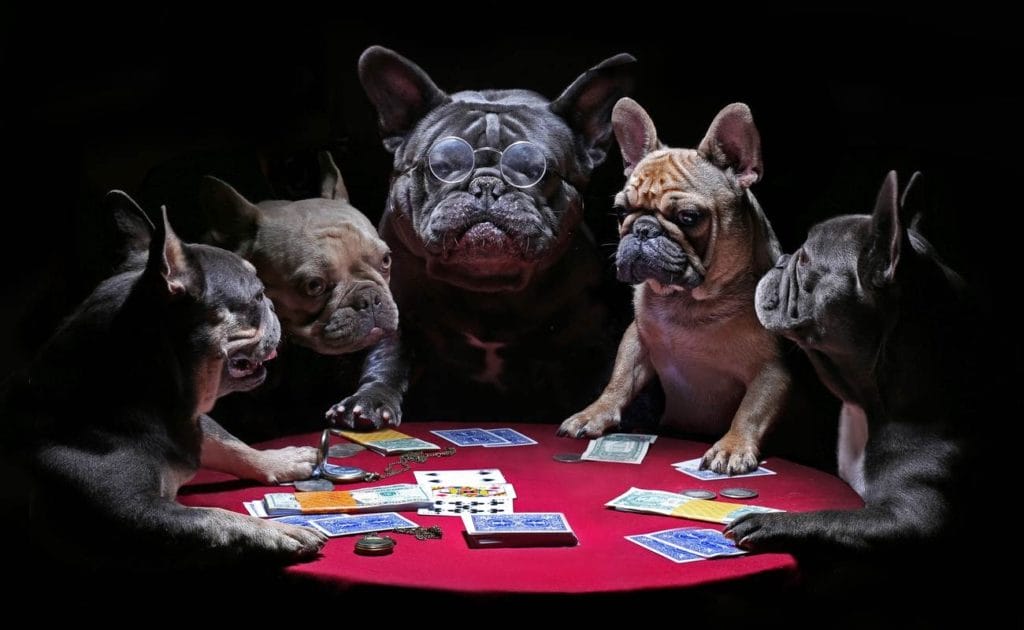 French bulldogs playing cards