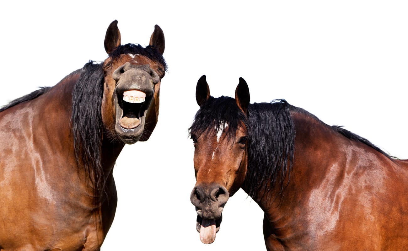 Two horses that look like they are laughing.