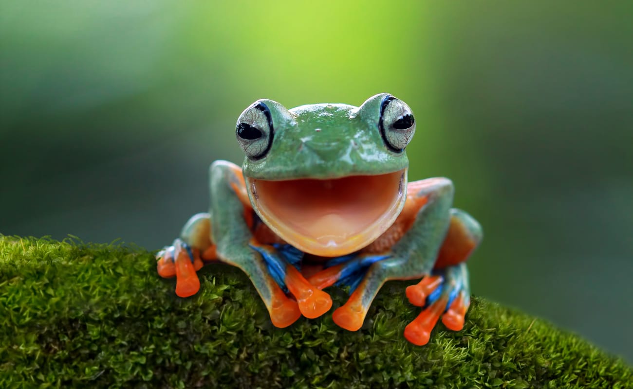 A frog with an open mouth looking like it’s laughing.