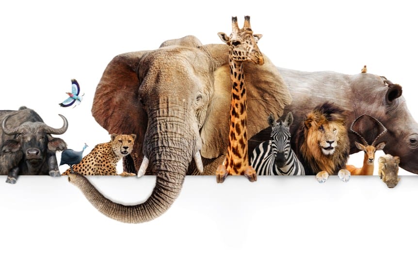 A montage of various African animals, including a buffalo, leopard, elephant, zebra, and lion.