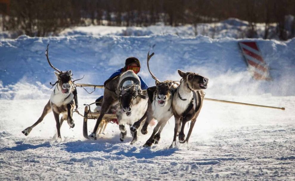 Front view of a reindeer sled race in Nadym, Russia.