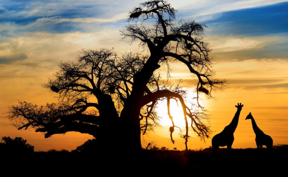  An orange sunset with silhouettes of a baobab tree and two giraffes.