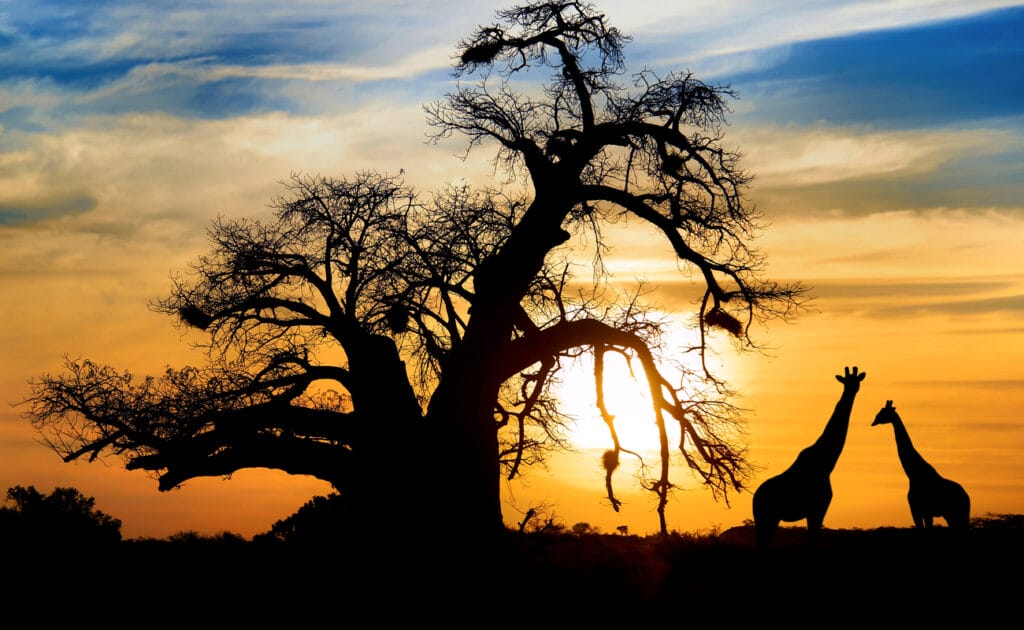  An orange sunset with silhouettes of a baobab tree and two giraffes.