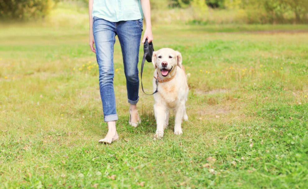 A woman walking a dog on the grass.