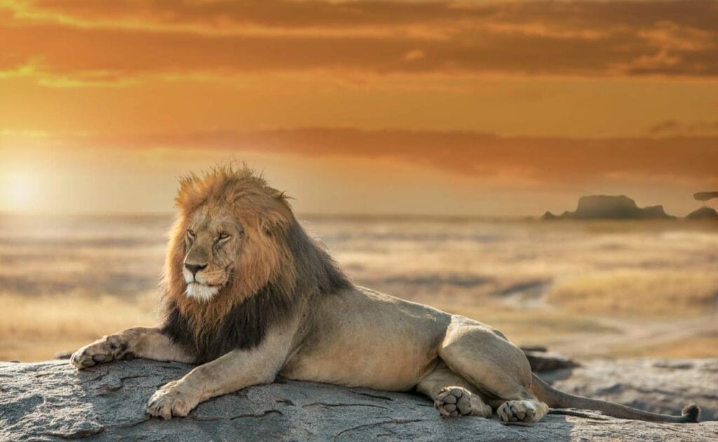 A lion sitting on a rock in a Serengeti park.