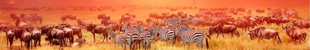 Zebras and antelopes in the Serengeti, with the sun setting in the background.