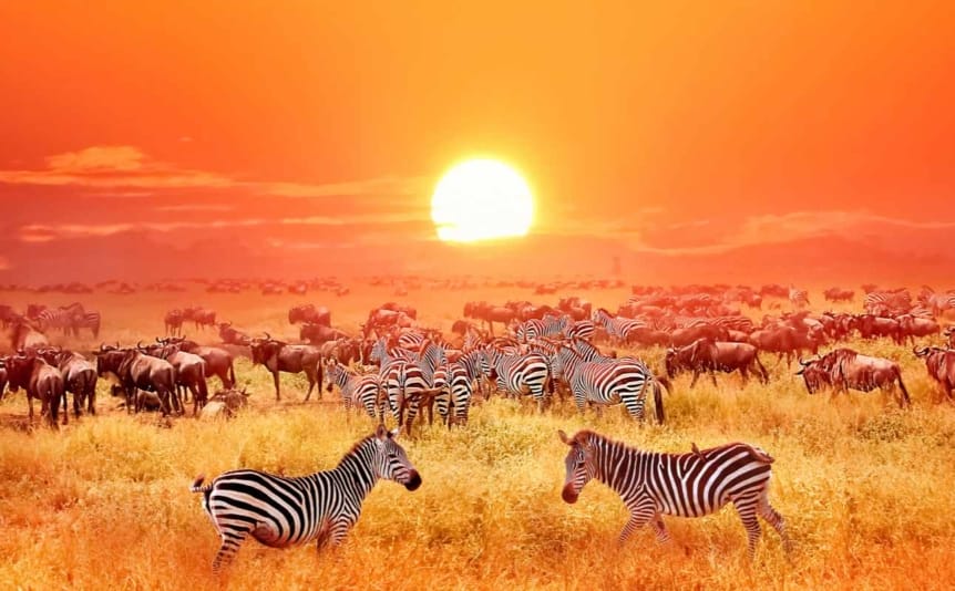 Zebras and antelopes in the Serengeti, with the sun setting in the background.