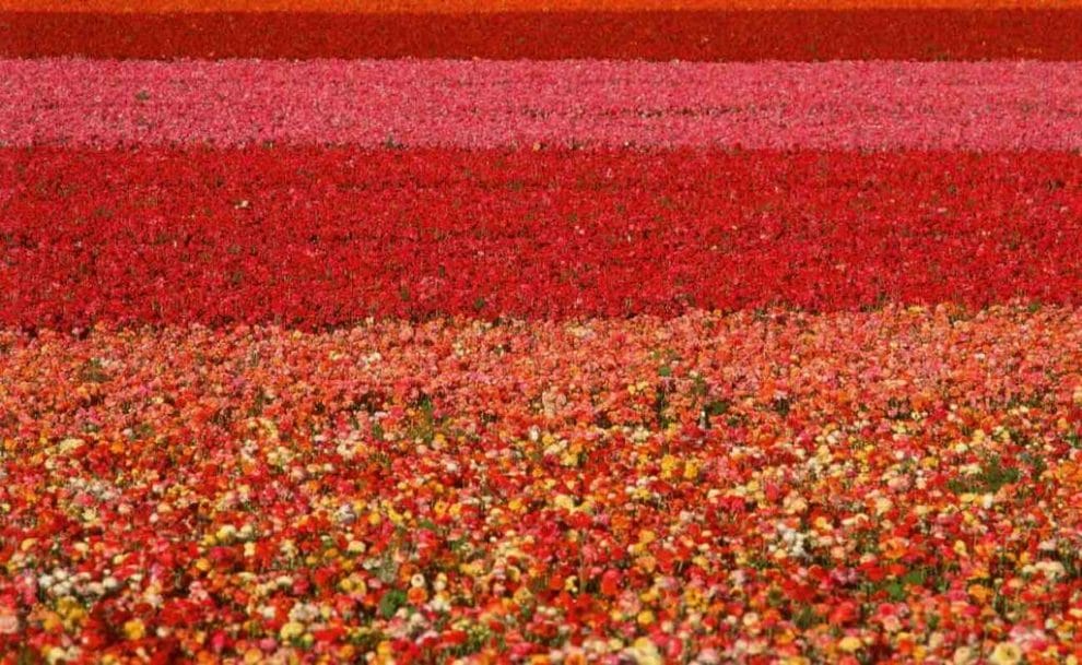 Field of ranunculus flowers at Carlsbad Ranch near San Diego, California.