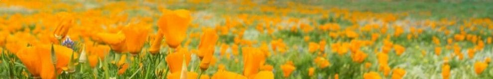 Fields of California poppy during peak blooming time, Antelope Valley California Poppy Reserve.