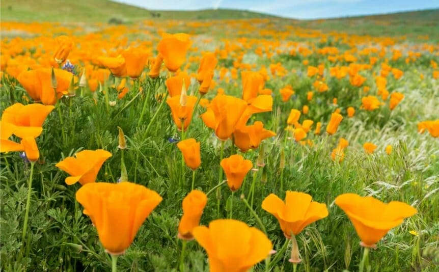 Fields of California poppy during peak blooming time, Antelope Valley California Poppy Reserve.