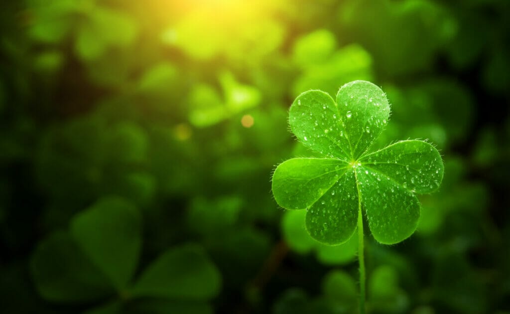 A picture of a young clover plant in the morning light.