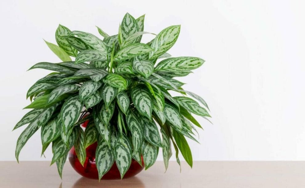  A Chinese Evergreen plant in a red container on a tabletop.