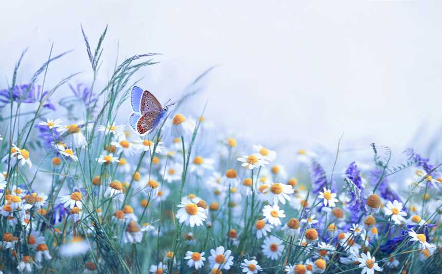 A butterfly and wild flowers.