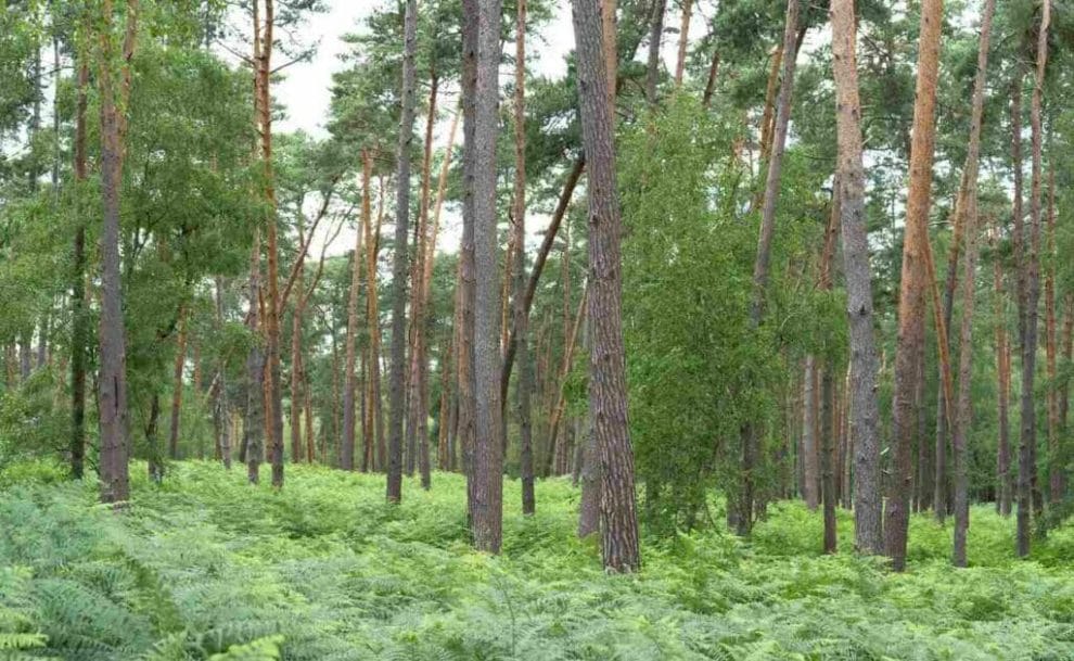 A forest of tall trees.