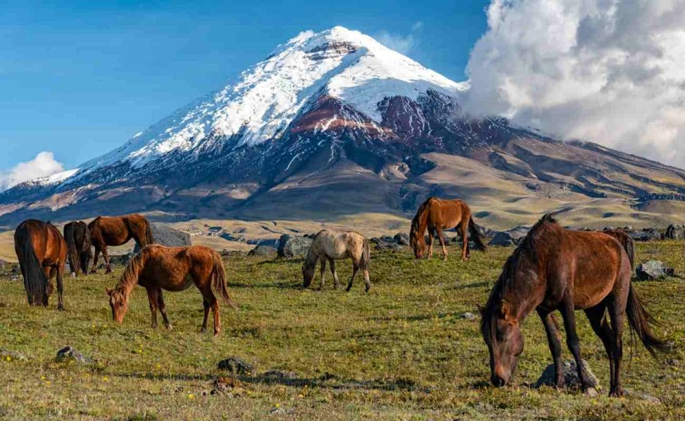 Wild Horses in Cotopaxi National Park, Ecuador.