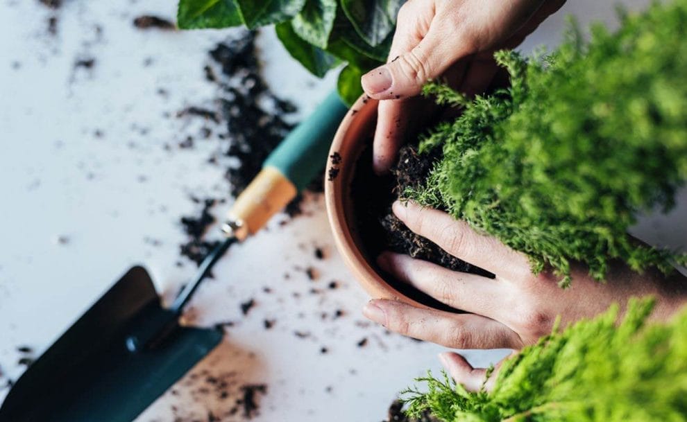 Aerial view of a small shrub being planted into an indoor pot.