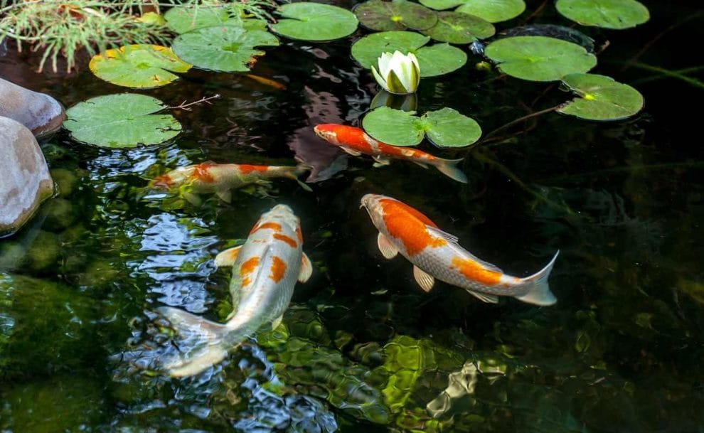  Koi fish swimming in a pond.