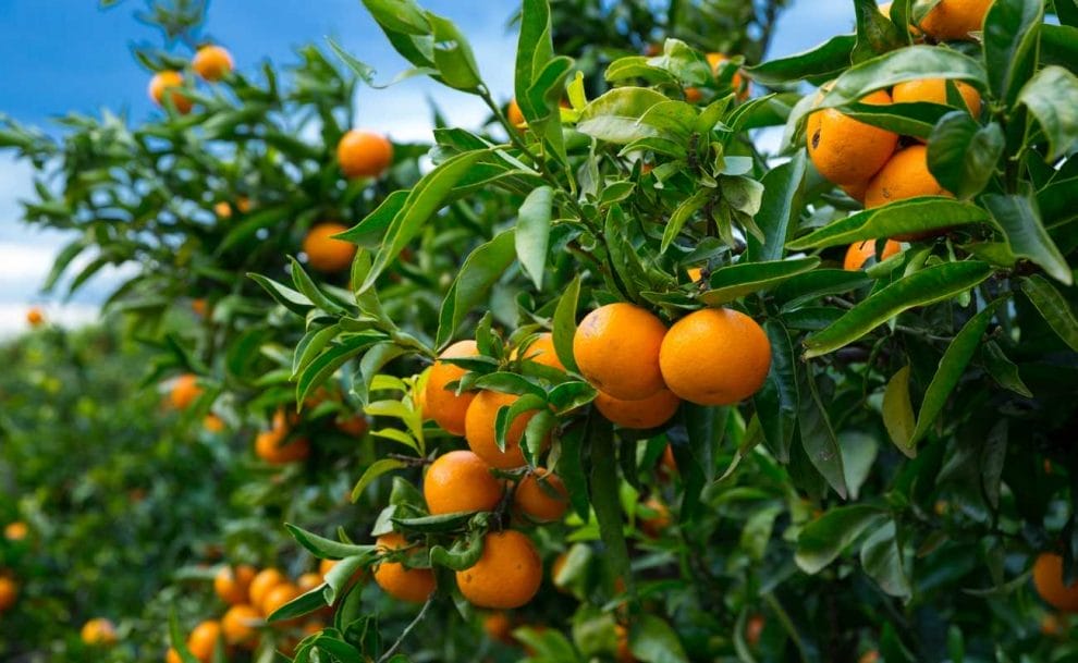 Mandarin oranges growing on trees.