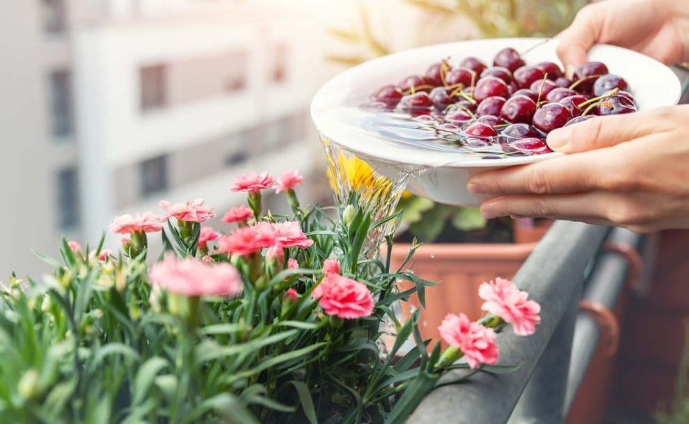 A woman using water from a bowl used to rinse cherries to water plants.