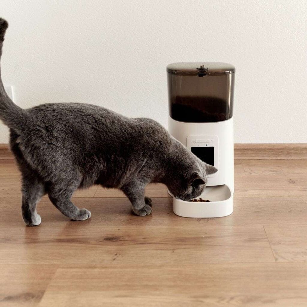 a gray short haired pet cat eating food from a smart feeder in a house with white walls and wooden floors