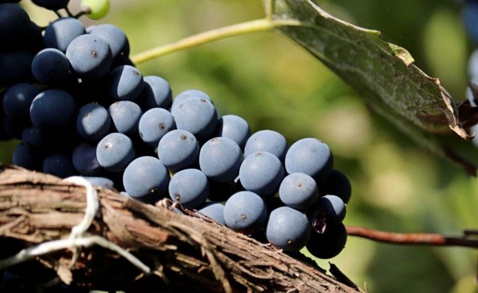 Banco noir grapes on a vine.