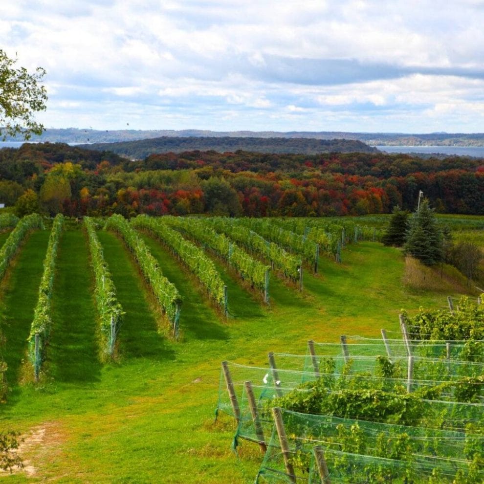 A vineyard in Michigan.