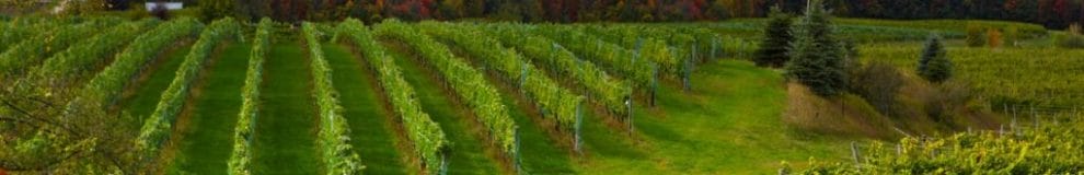 A vineyard in Michigan.