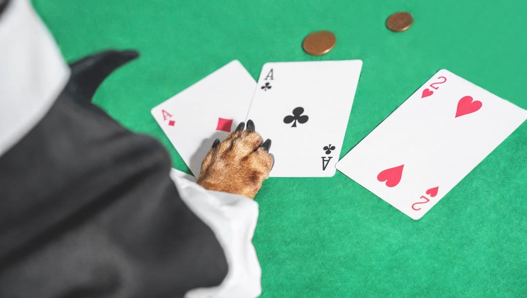 A dog’s paw on a green table with playing cards.