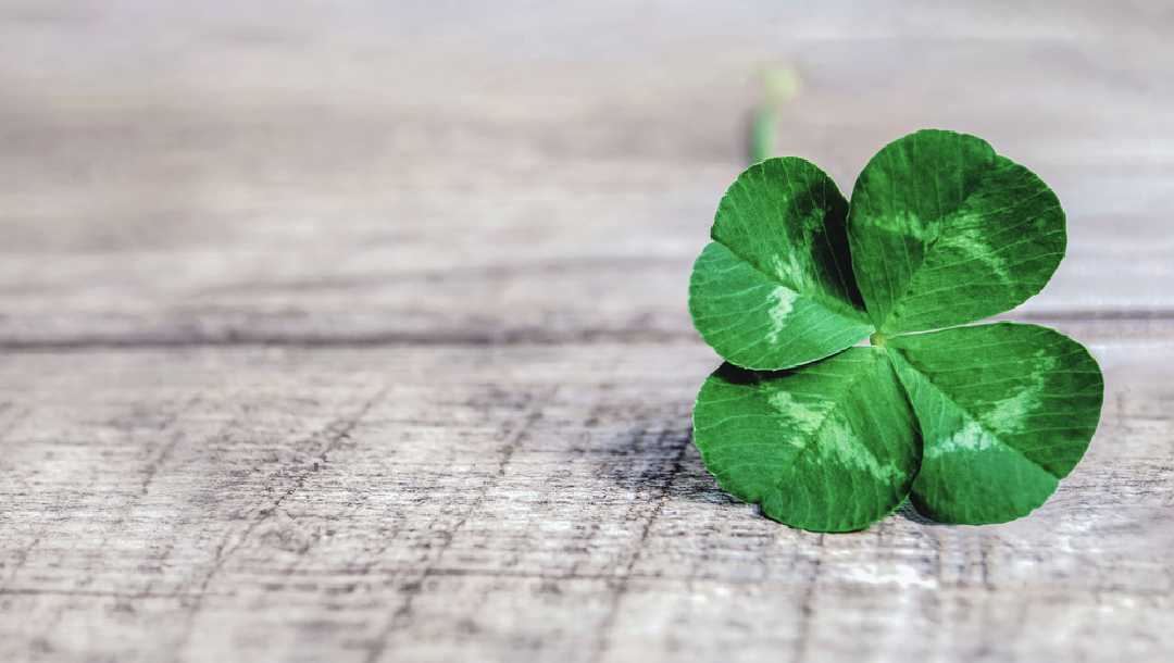 Close-up of a four-leaf clover on a wooden table.
